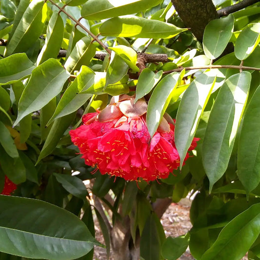 Rose Of Venezuela (Brownea Ariza)
