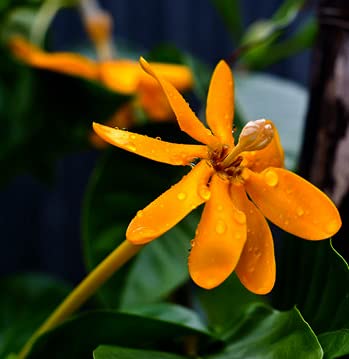 Golden Gardenia (Gardenia Tubifera)