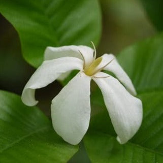 Brilliant Gardenia (Gardenia Resinifera) 'Grafted'