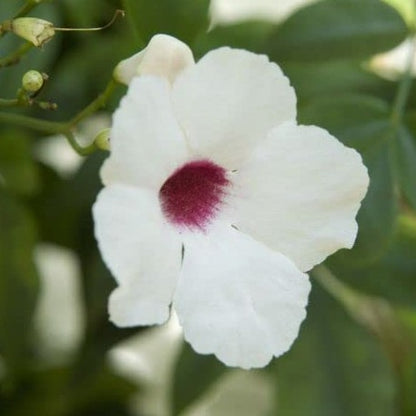 Bower Vine (Pandorea Jasminoides)