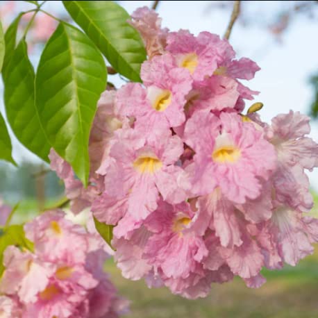 Tabebuia Rosea Pink 'Pentaphylla' Rosy Trumpet