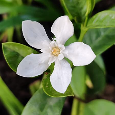 Srilankan Tagar Arctic Snow (Wrightia Antidysenterica)