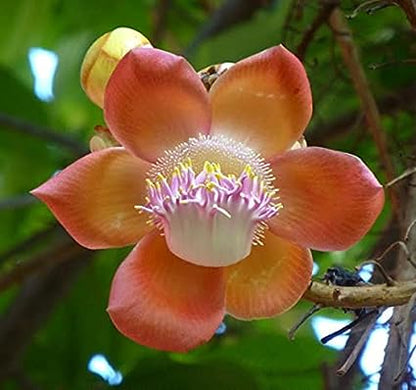 Cannonball (Couroupita Guianensis)