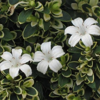 Snow Rose (Serissa Foetida) 'Variegata'