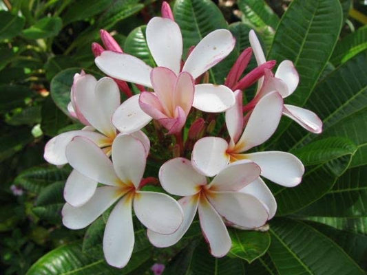 Plumeria Obtusa 'Dwarf Singapore Pink'