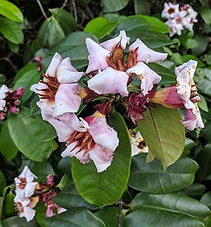 Climbing Oleander Rose Allamanda (Strophanthus Gratus)