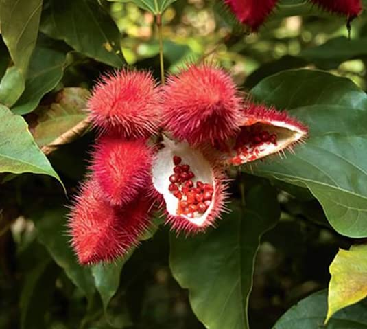 Sindhur (Bixa Orellana)