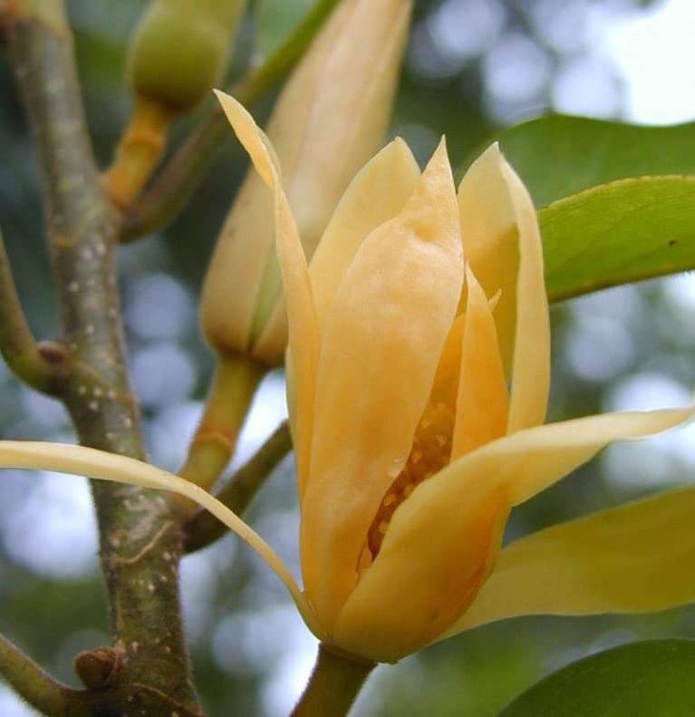 Golden Champa (Michelia Champaca)