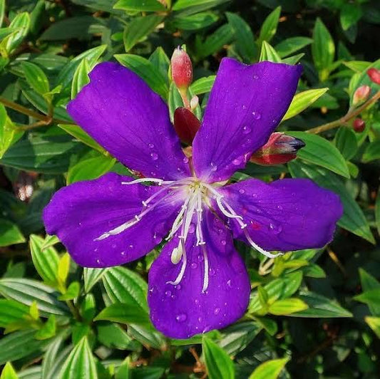 Melastoma Purple (Melastoma Malabathricum)