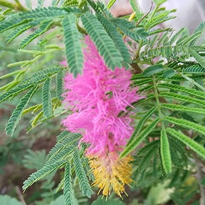 Sickle Bush (Dichrostachys Cinerea)