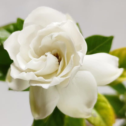 Miniature Gardenia (Gardenia Jasminoides)