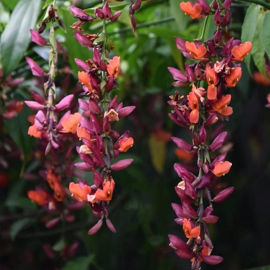 Scarlet Clock Vine Basorlata (Thunbergia Coccinea)