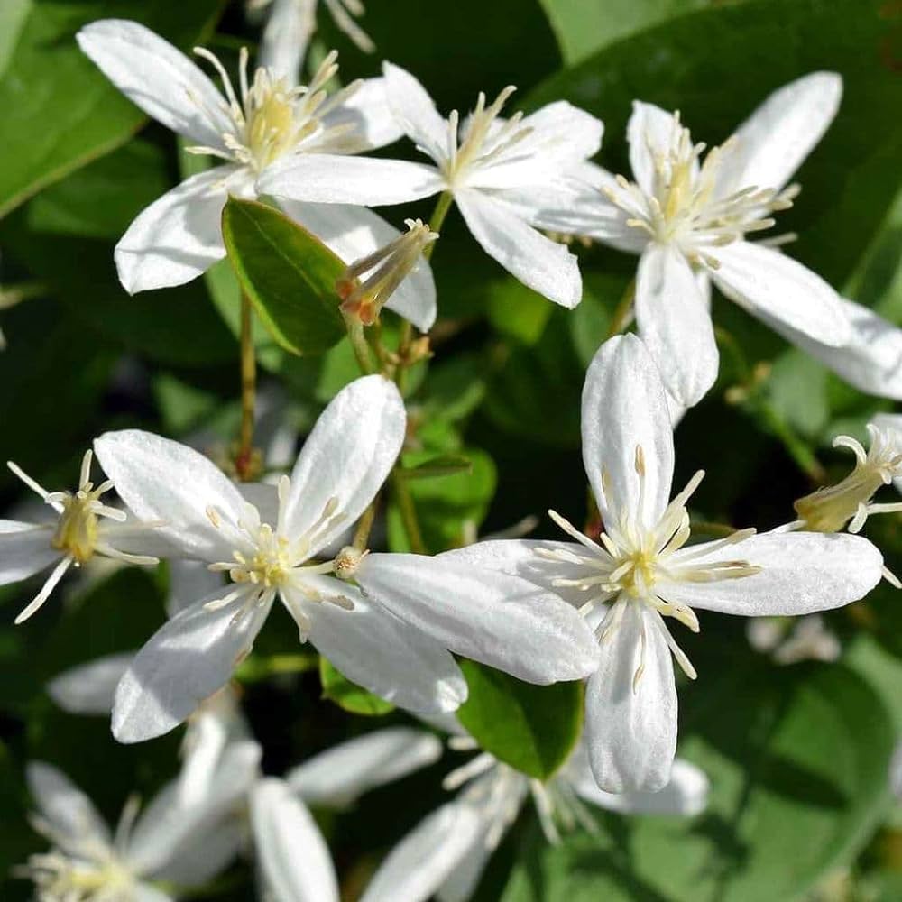 Ranjhai (Clematis Heynei)