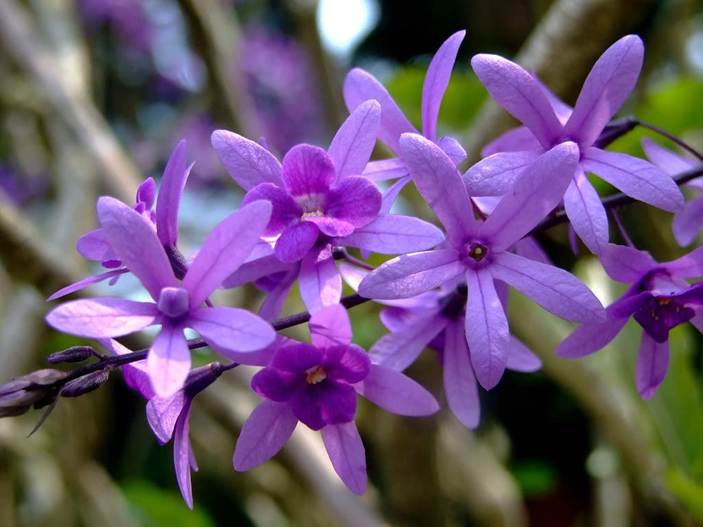 Sandpaper Vine Purple (Petrea Volubilis)