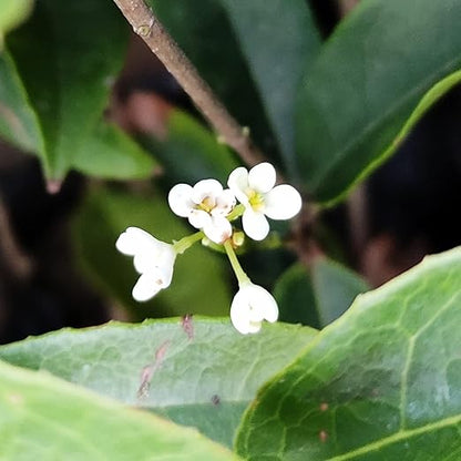 Fragrant Olive (Osmanthus Fragrans)