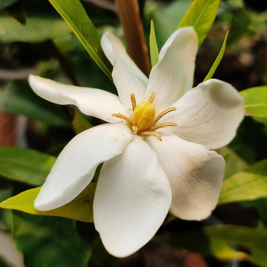 Hardy Gardenia (Gardenia Vietnamensis)