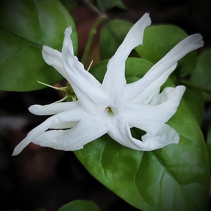 Jasmine 'Belle of India' (Jasminum Sambac)