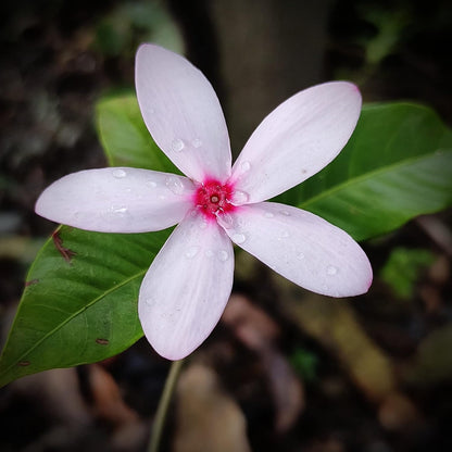 Pink Kopsia (Kopsia Fruticosa)