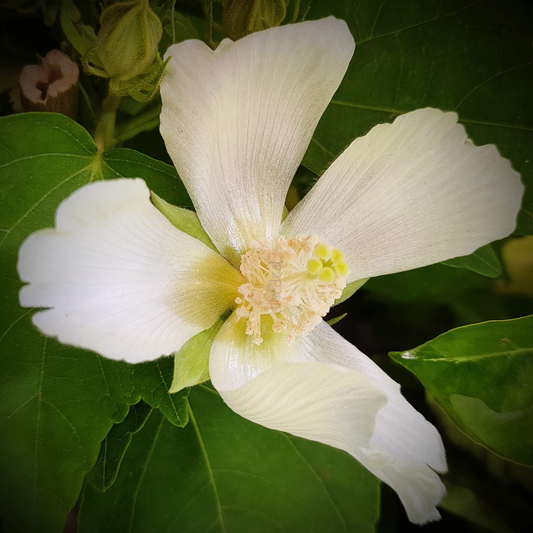 Confederate Rose (Hibiscus Mutabilis) Single Petal White