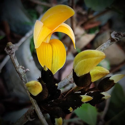 Palash Yellow 'Butea Monosperma' Flame Of The Forest (Seedling)