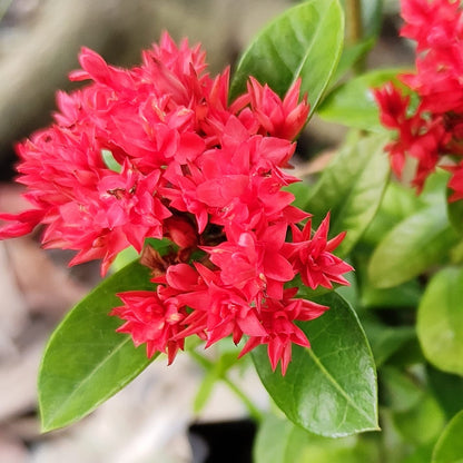 Ixora (Ixora Coccinea) Diamond Double Red