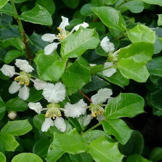 Miniature Holly (Malpighia Coccigera)
