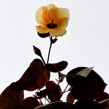 Sea Hibiscus (Hibiscus Tiliaceus) 'Rubra'