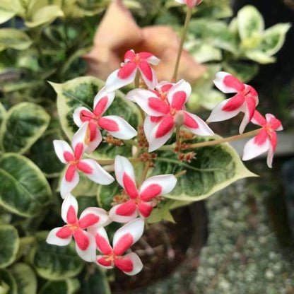 Ixora 'Frozen Star' Variegated