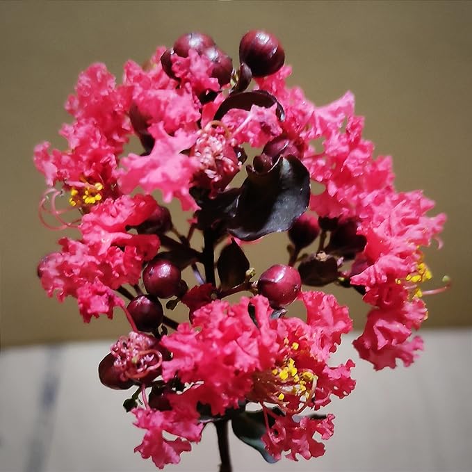 Black Diamond Crape Myrtle (Lagerstroemia) 'Mixed Colour'