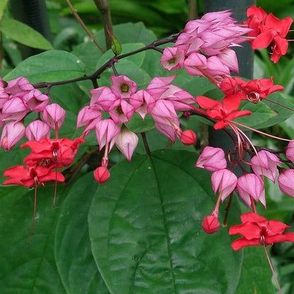 Bleeding Heart Vine (Clerodendrum x Speciosum) 'Red'