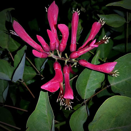 Blake's Coral Tree (Erythrina Blakei)