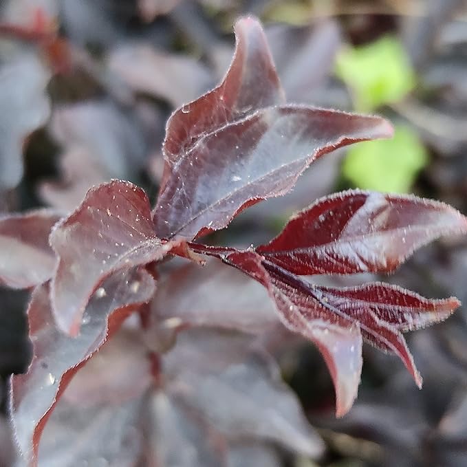 Black Diamond Crape Myrtle (Lagerstroemia) 'Mixed Colour'