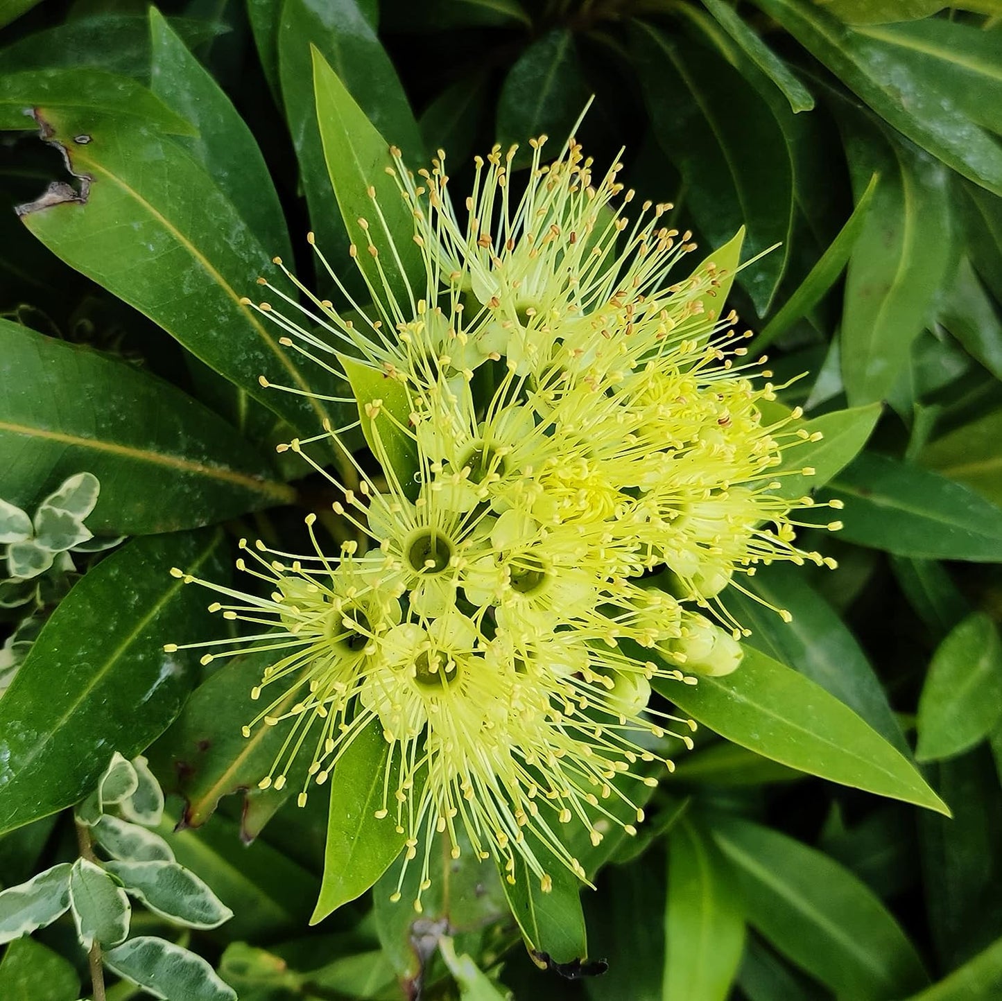 Golden Penda (Xanthostemon Chrysanthus)