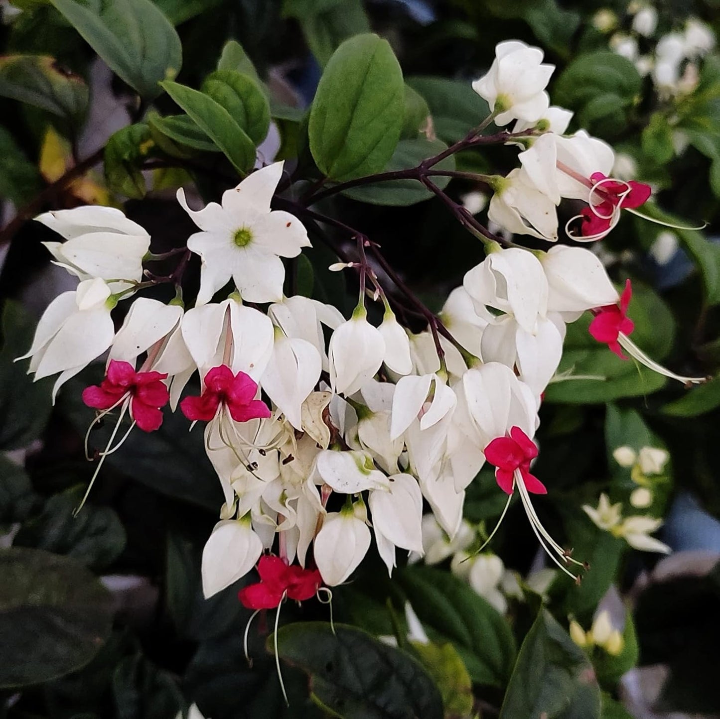 Bleeding Heart Vine 'Clerodendrum Thomsoniae'