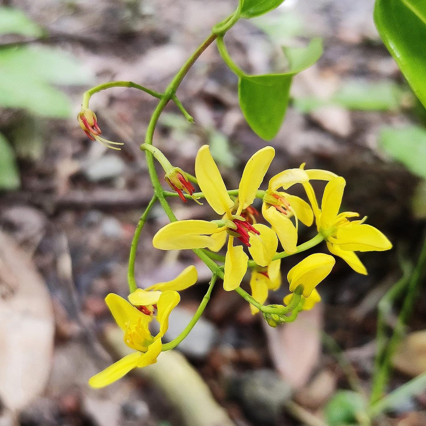 Australian Gold Vine (Tristellateia Australis)