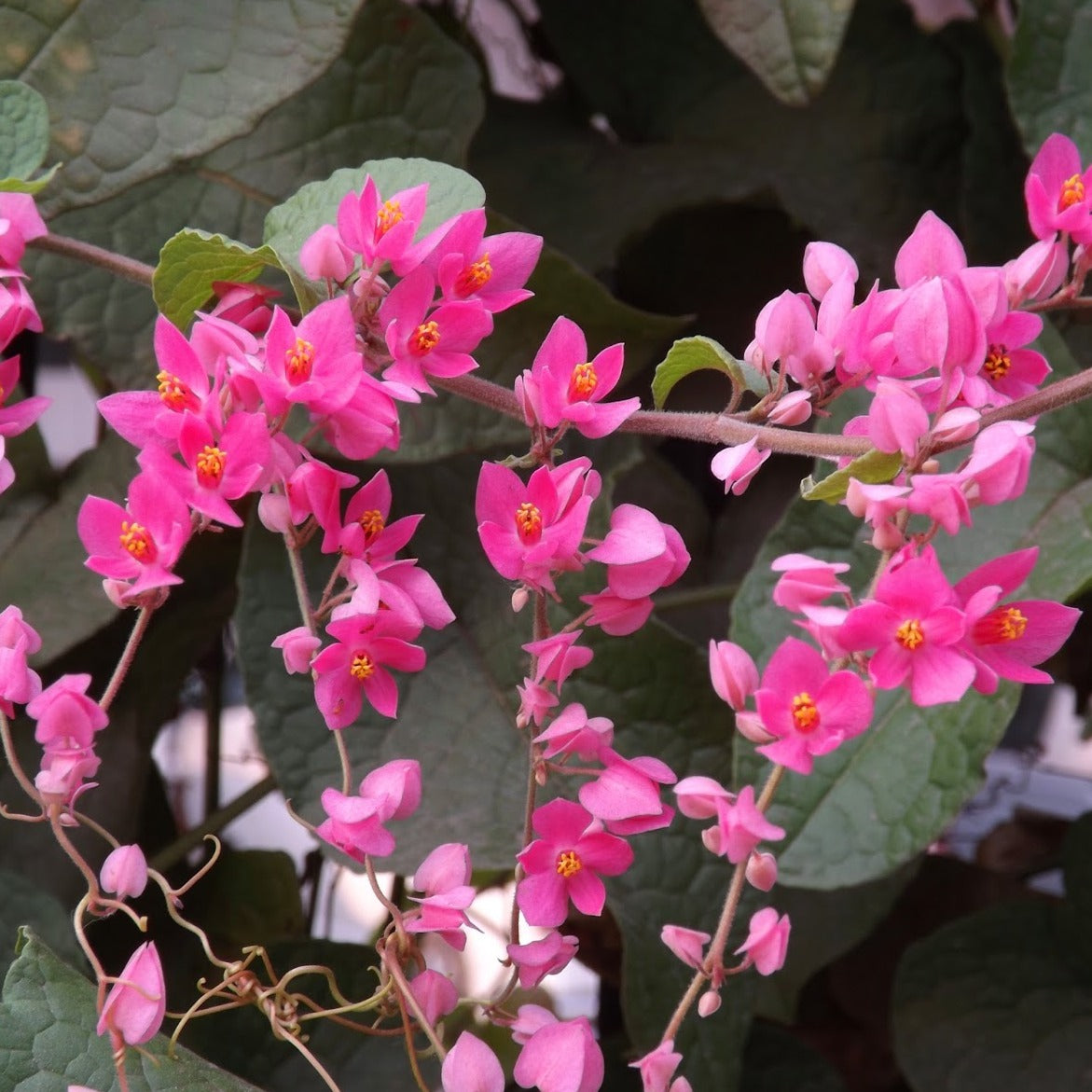 Coral Vine (Antigonon Leptopus)