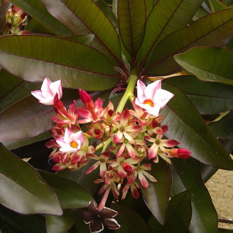 Pong Pong Red (Cerbera Odollam) 'Rubra'