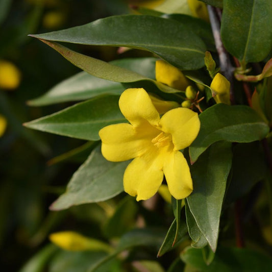 Carolina Jessamine (Gelsemium Sempervirens)