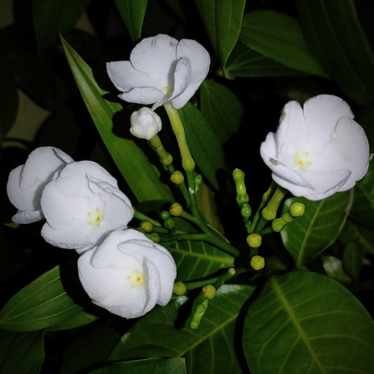 Crape Jasmine