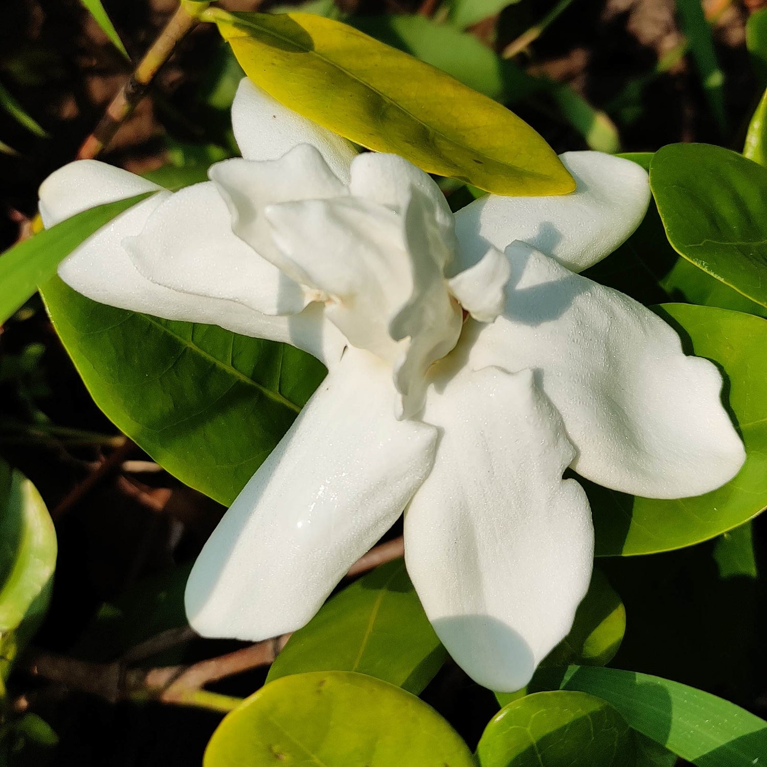 Heaven Scent Double Gardenia Taitensis