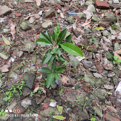 Kalapati Sapota Grafted