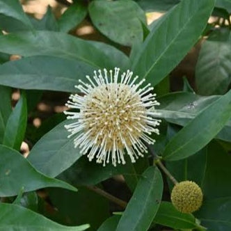 Buttonbush (Cephalanthus Occidentalis)