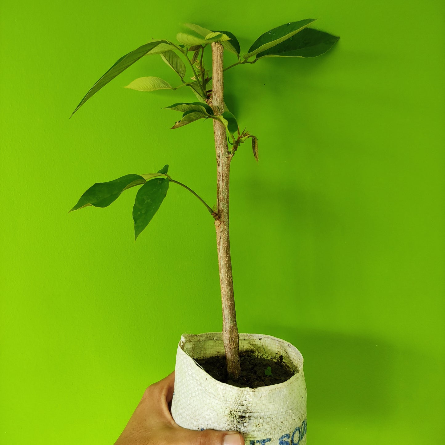 Butterfly Pea Tree 'Clitoria Arborea'