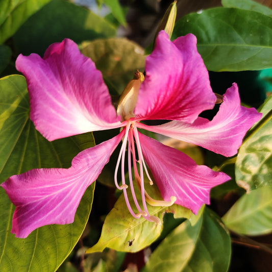 Hong Kong Orchid Tree 'Bauhinia Blakeana'