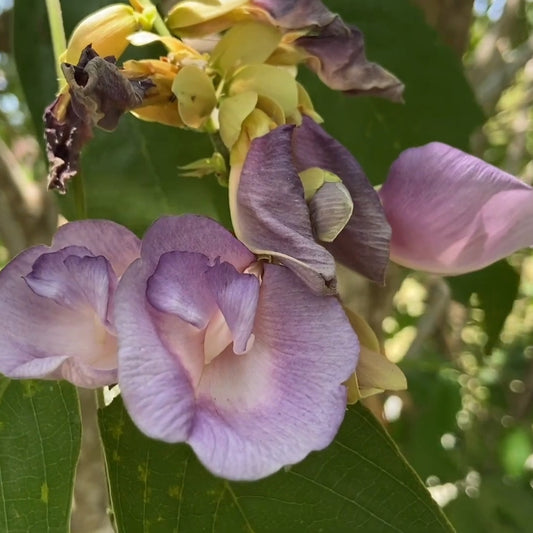 Butterfly Pea Tree 'Clitoria Arborea'