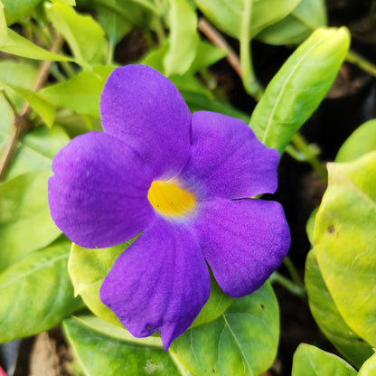 Bush Clock Vine (Thunbergia Erecta)