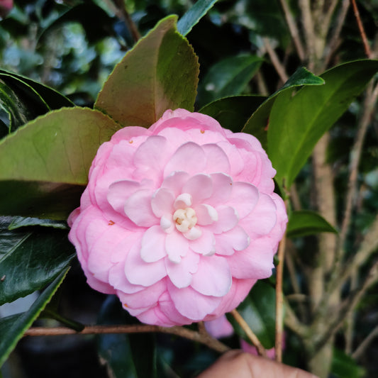 Camellia - Assorted Colours