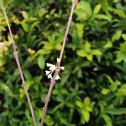 Fragrant Olive (Osmanthus Fragrans)