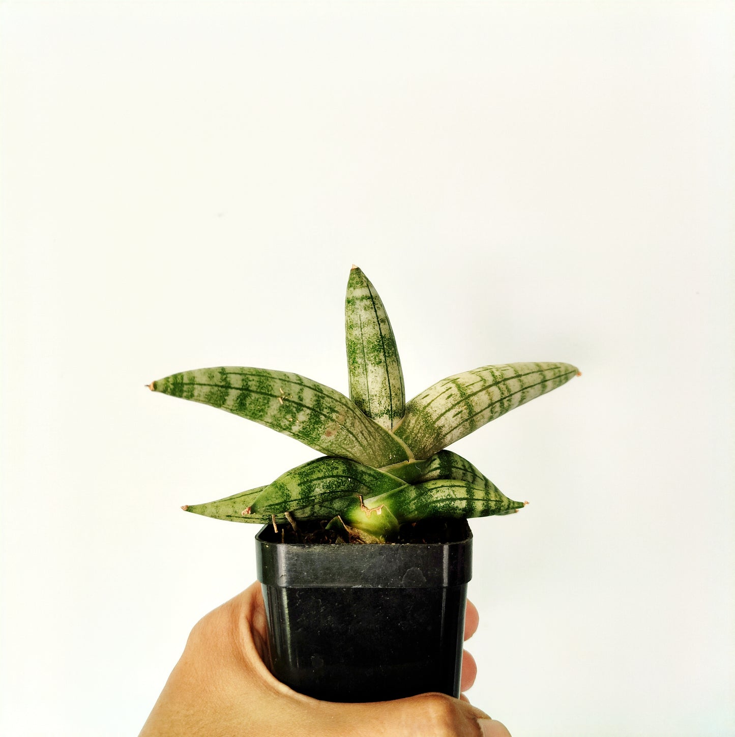 Sansevieria Cylindrica 'Patula Boncel'