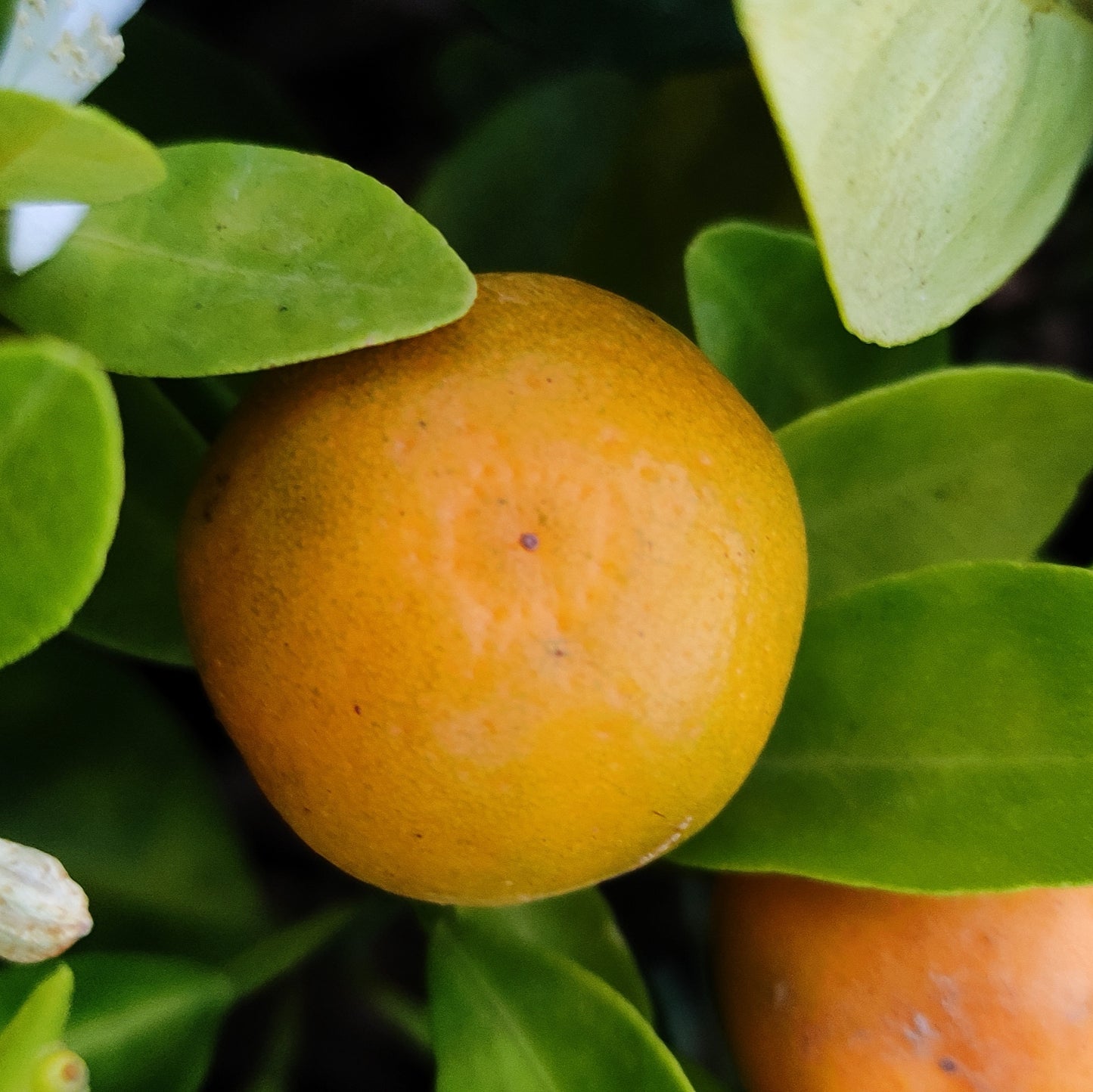 Calamondin Orange